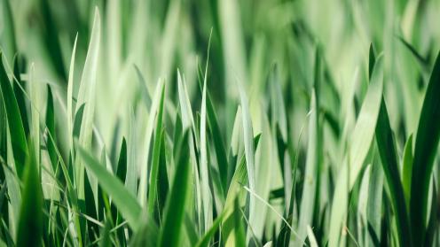 grass